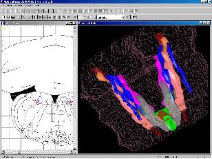 3D Rat Brain Model from Contours